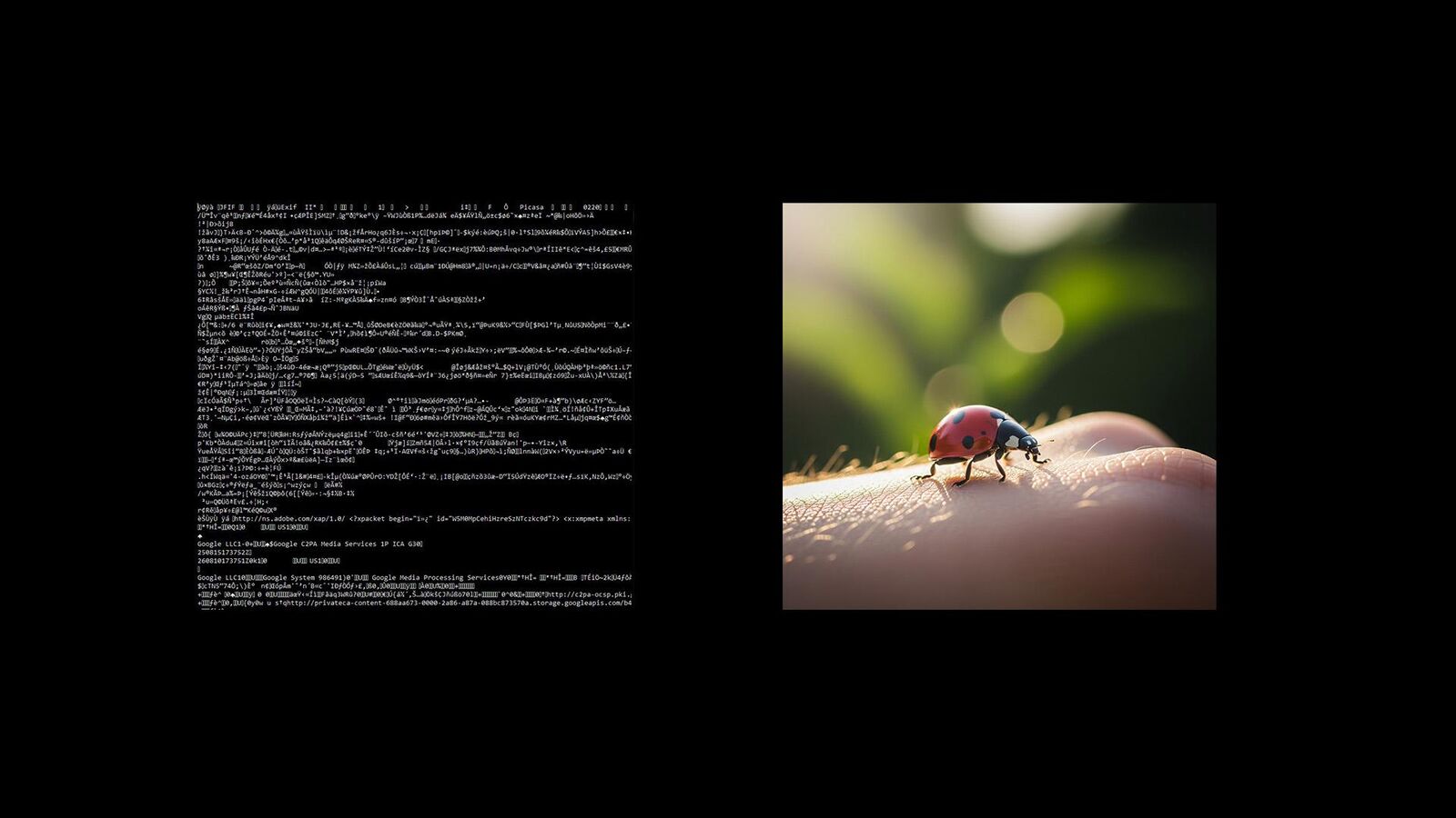 Left, a wall of raw image code; right, the same file rendered as a photograph of a ladybug