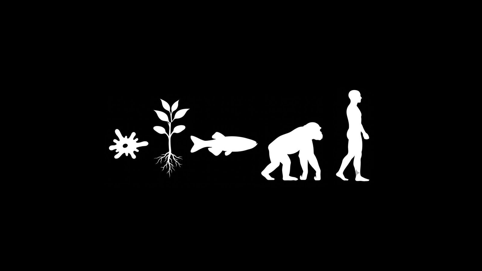 White silhouettes in a row: a cell, a plant, a fish, an ape, a human